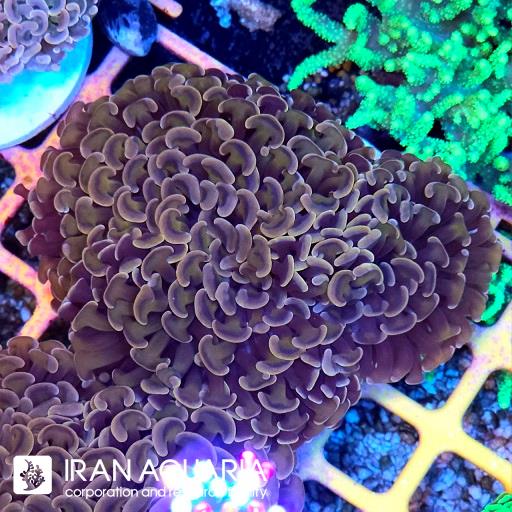 وال همر الترا گرید استرالیایی ( Hammer Coral )