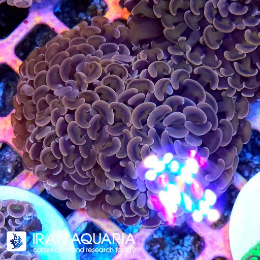 وال همر بنفش ( Hammer Coral )
