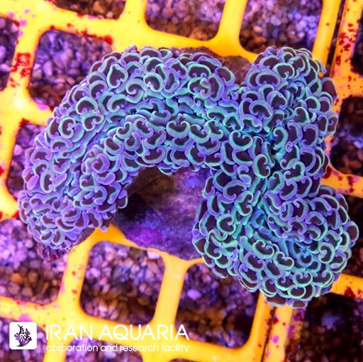 وال همر رینبو ( Hammer Coral )