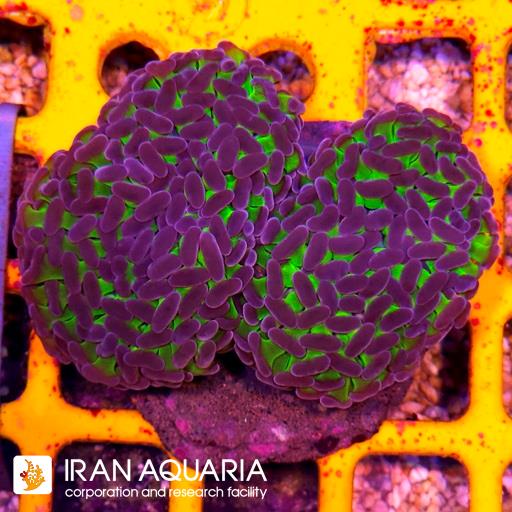 وال همر سبز بنفش ( Hammer Coral )