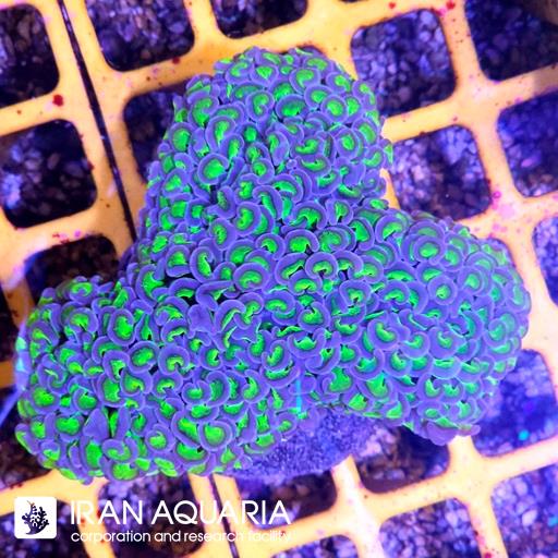 وال همر سبز بنفش ( Hammer Coral )