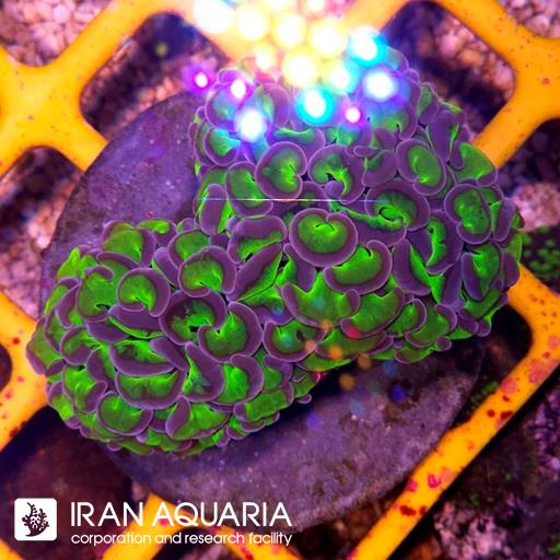 وال همر سبز بنفش ( Hammer Coral )