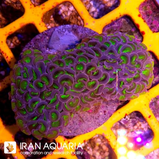 وال همر سبز بنفش ( Hammer Coral )