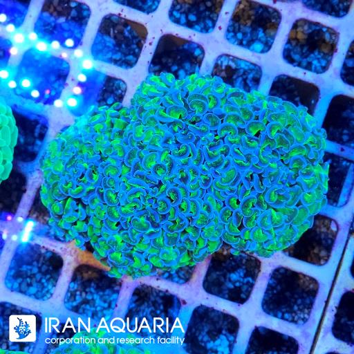 وال همر سبز بنفش( Hammer Coral ) 