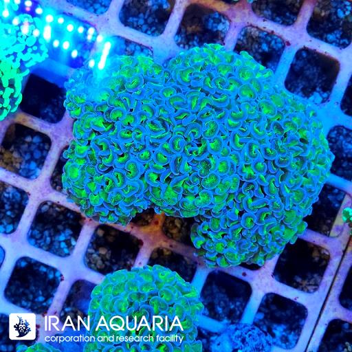 وال همر سبز بنفش ( Hammer Coral )