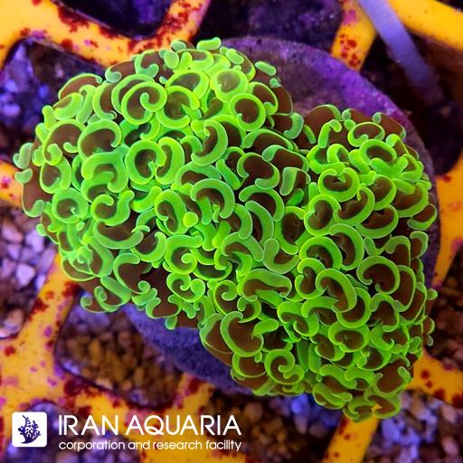وال همر سبز فسفری  ( Hammer Coral )