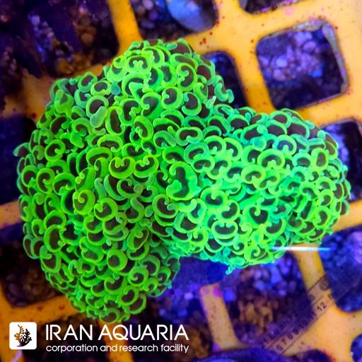 وال همر سبز فسفری متالیک ( Hammer Coral )