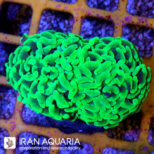 وال همر سبز فسفری متالیک ( Hammer Coral )
