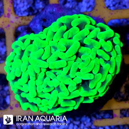 وال همر سبز فسفری متالیک ( Hammer Coral )