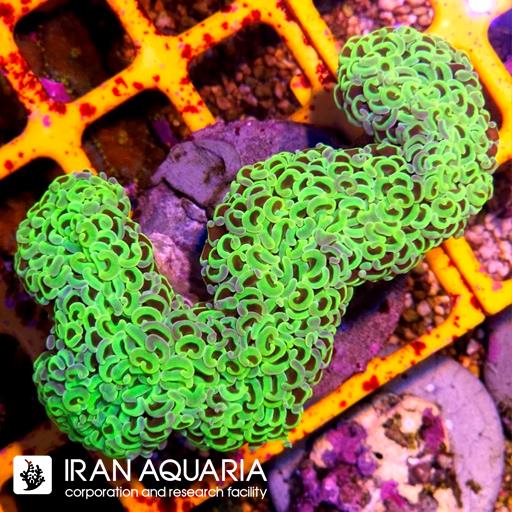 وال همر سبز فسفری متالیک ( Hammer Coral )