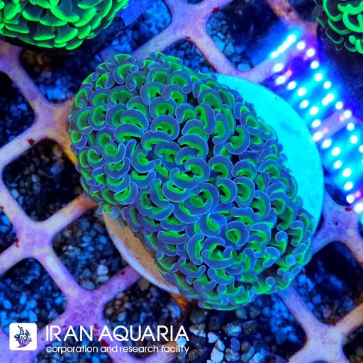 وال همر سبزبنفش ( Hammer Coral )