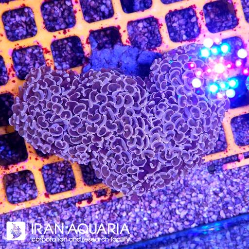 وال همر صورتی( Hammer Coral )