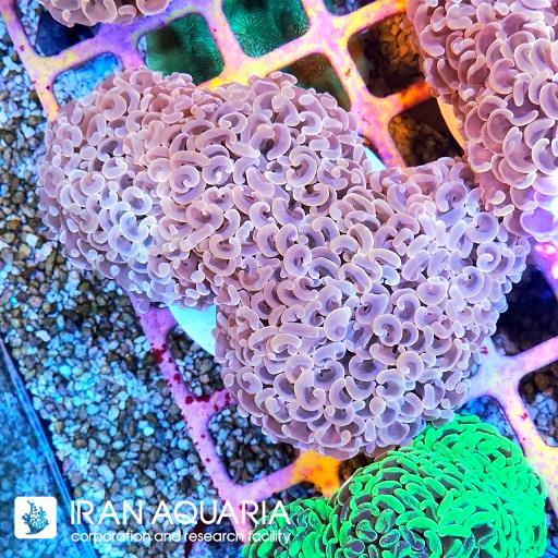 وال همر صورتی ( Hammer Coral )