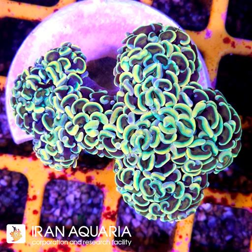 وال همر لیمویی نوک بنفش ( Hammer Coral )