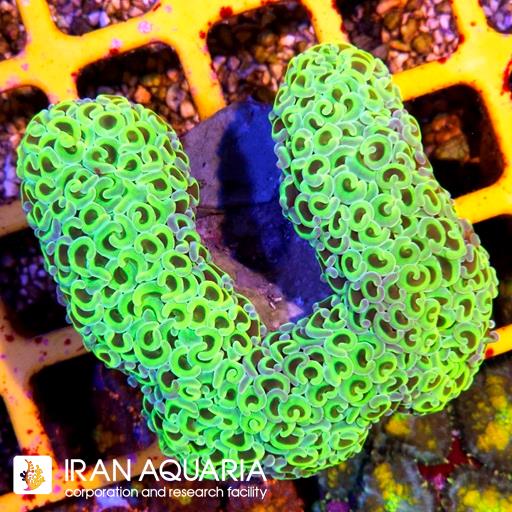 وال همر لیمویی نوک بنفش ( Hammer Coral )