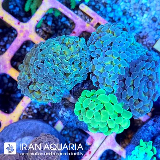 پرل همر اولترا گرید ( Hammer coral )