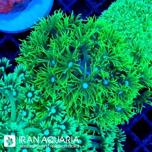 گانیوپورا  سبز استرالیایی (Green Goniopora )